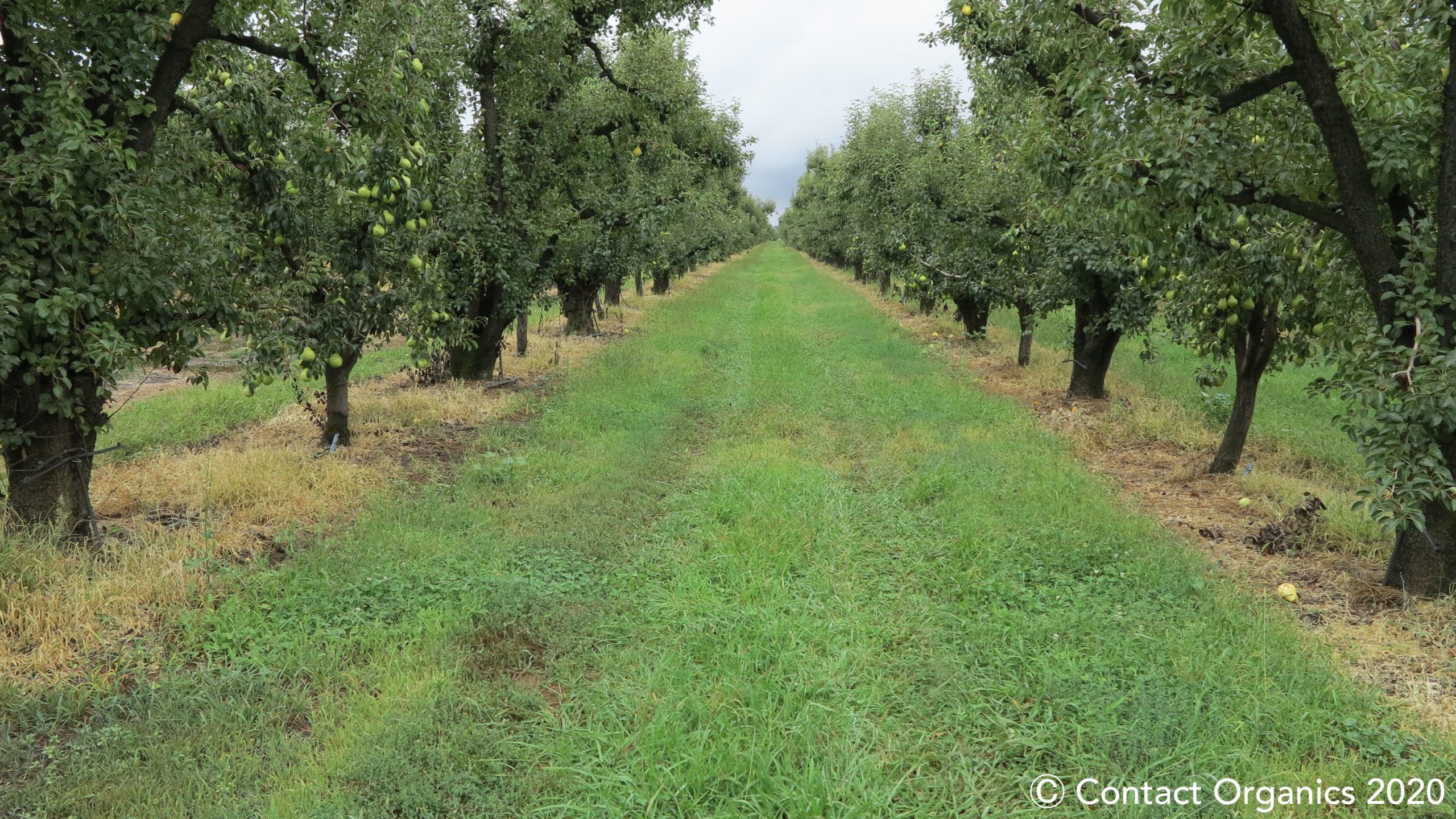 Eco-Friendly, Non-Toxic Weed Control for US Orchards