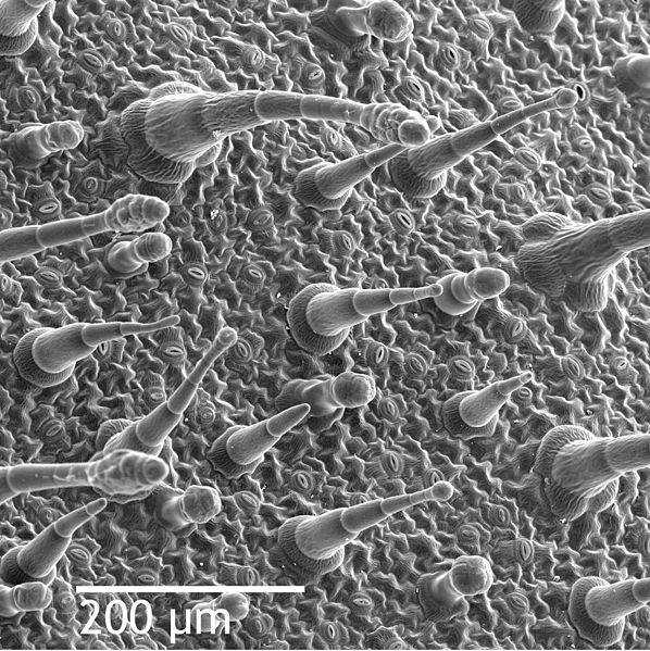 Scanning electron microscope image of the leaf epidermis of Nicotiana alata, showing trichomes (hair-like appendages) and stomata (eye-shaped slits, visible at full resolution). (Leaf, Wikipedia, 2020)