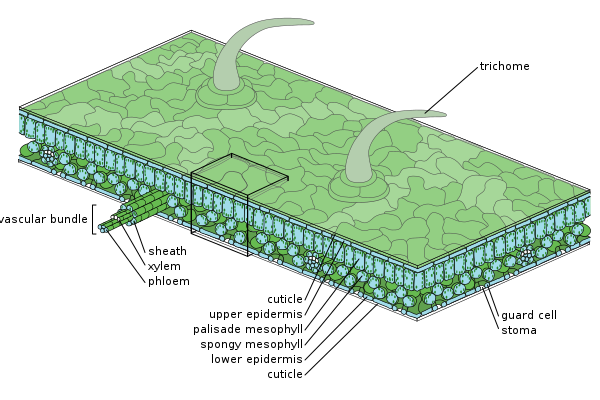 Medium scale diagram of leaf internal anatomy (Leaf, Wikipedia, 2020)