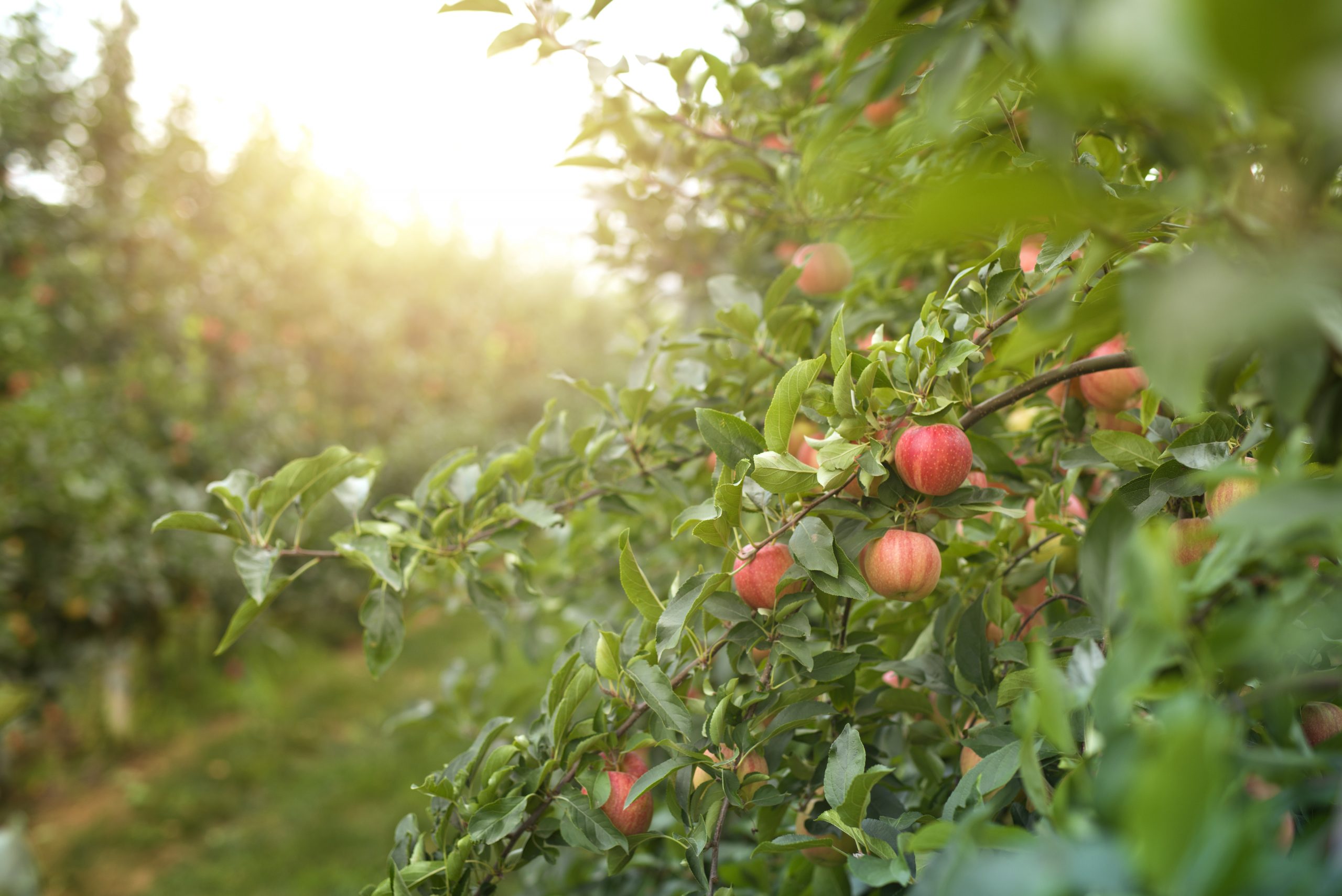 Apple orchard in sunset. Natural fresh apples in orchard. Ripe apples harvest.