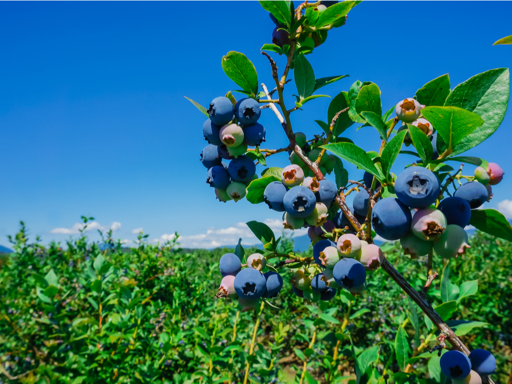 20210519 - Blueberries size2 20210519 - Blueberries size2