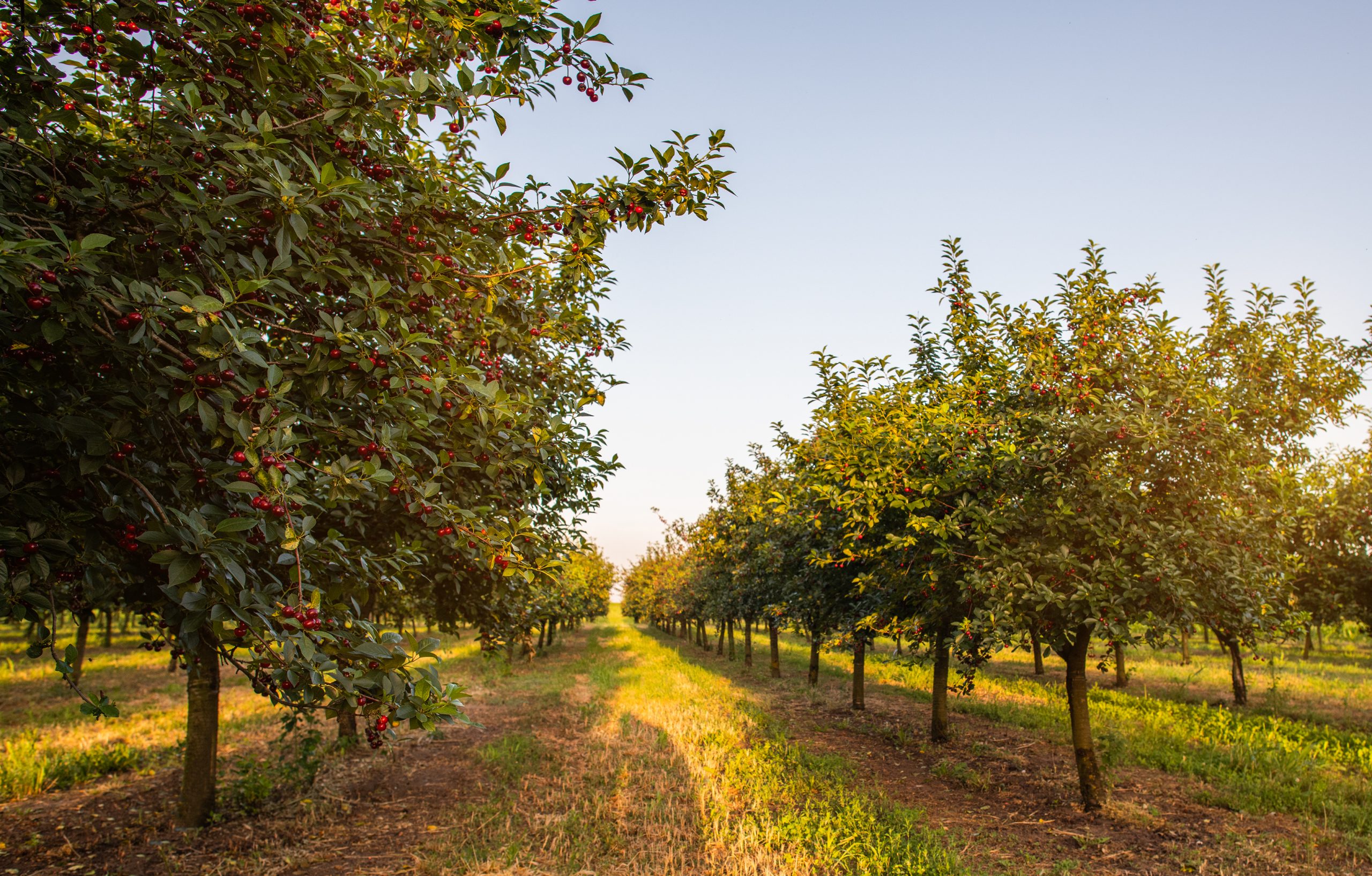 Sour,Cherries,On,Orchard,Tree